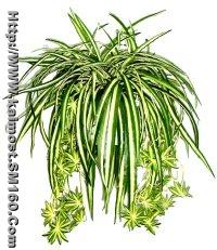 Spider Plant X 140 Lvs/33 Babies