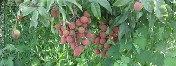 fresh Lychee(Litchi)