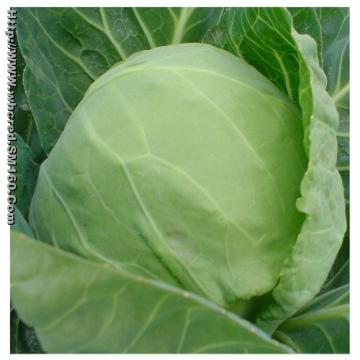  Fresh Beijing Cabbage