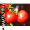 Tomato Paste , Chopped Tomatoes, Whole Peeled Tomatoes