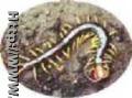 dead,viable,centipede,scorpion,leech,flour beetle,hedgehog.