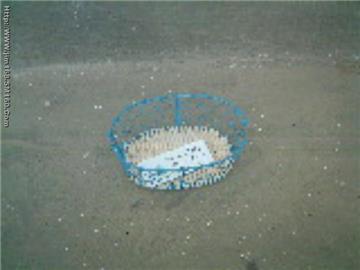 The plant weaves the handicraft