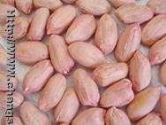 Chinese peanut kernels Virginia type