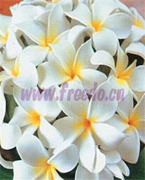 soft clay plumeria