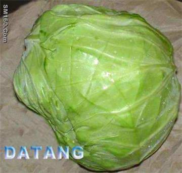 fresh cabbage