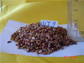 Hill Eugenol seeds 