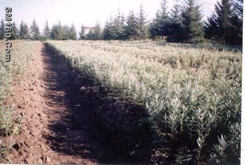 Seabuckthorn seedlings 