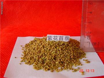 Alfalfa seed 