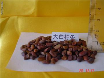 White Caragana Seed 