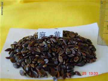 Chinese herbal medicine seeds 