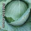Cabbage
