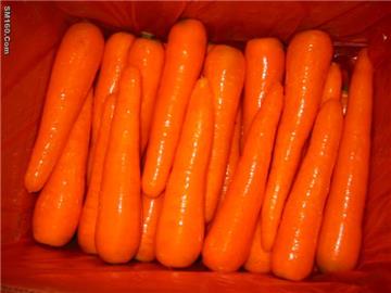 fresh carrot