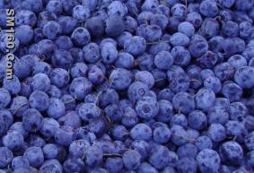 blueberry concentrate(sales5 at lgberry dot com dot cn )