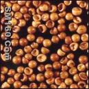 Artemia cysts aquiculture /aquatic feedstuff 