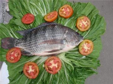 TILAPIA FISH AND FILLETS