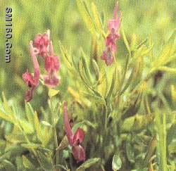 corydalis yanhusuo P.E.