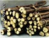  licorice extract