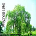  white willow bark extract