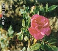 Wild rose extract
