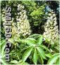 Horse Chestnut Extract