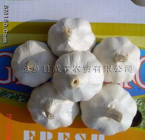 Jinxiang Garlic,Pure White Garlic and Normal White Garlic