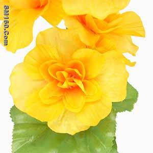 produce artificial flower, potted silk flower, EVA  flower, wood flowe