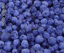 Iqf wild blueberry(sales6 at lgberry dot com dot cn)