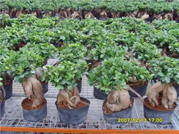 Ficus microcarpa bonsai