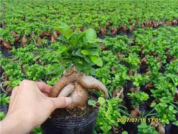 Ficus ginseng