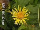 Inula helinum L. Extract