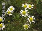 Chamomilla recutita L. Extract