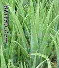 Aloe vera L. Extract