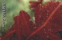 C0005  (+)-3-(Z)-Bromomethylidene-10β-bromo-β-chamigrene 