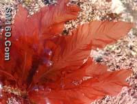 C0009  24-Hydroperoxycholesta-5,25-dien-3-ol