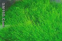 C0011  Isopachydictyol A