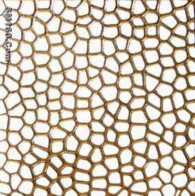 Polished porcelain tile