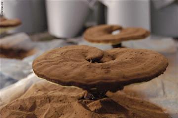 Ganoderma lucidum polysaccharide
