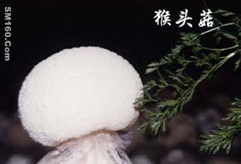 Hedgehog Fungus Polysaccharide