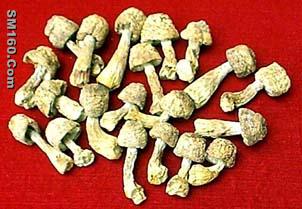 Agaricus Blazei Murrill