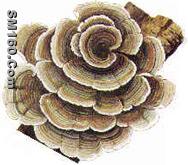 Coriolus Versicolor Glycopeptide Powder