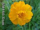 trollius chinensis P.E.