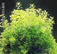 Trberculate Speranskia Herb