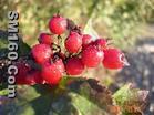 rose hip extract
