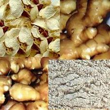 Dehydrated ginger slice/granule/powder