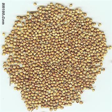coriander seeds