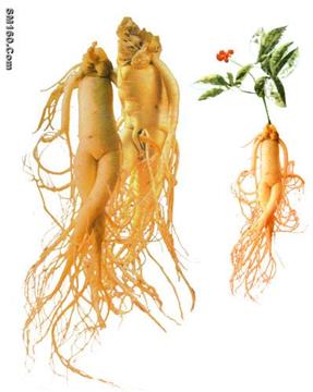 Ginseng Root