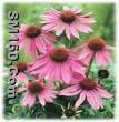 Echinacea Purpurea P.E.