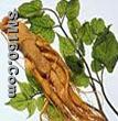 Ginseng P.E. 