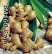 Ginger Root P.E.