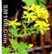 St.John's wort P.E.